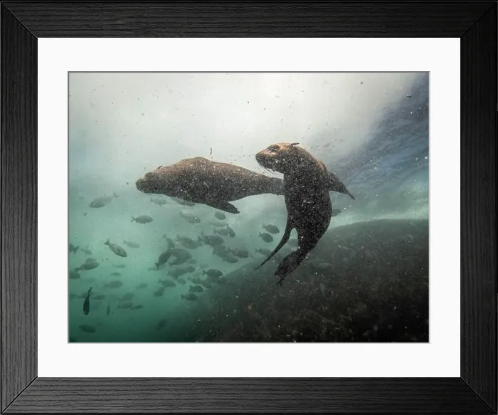 Framed Print : Sea lions during a dive in Simon's town, cape town, south africa Framed Print : Sea lions during a dive in Simon's town, cape town, south africa