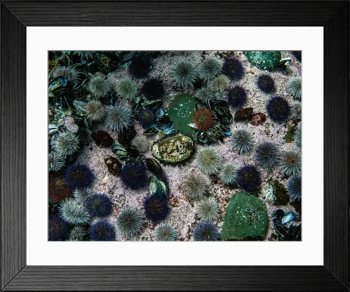 Framed Print : Abalones, sea urchins, underwater, dive, Simon's Town, Cape Town, South Africa Framed Print : Abalones, sea urchins, underwater, dive, Simon's Town, Cape Town, South Africa