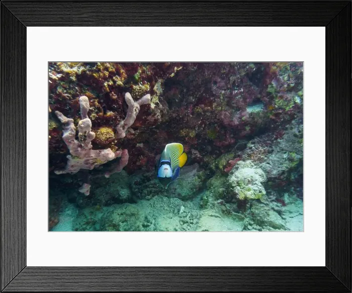 Framed Print : Emperor angelfish (Pomacanthus imperator)in the coral reef of Maldives island Framed Print : Emperor angelfish (Pomacanthus imperator)in the coral reef of Maldives island