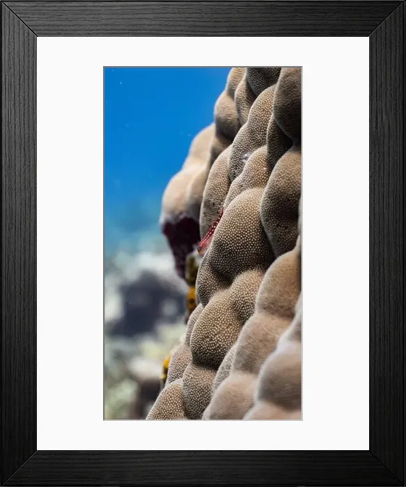 Framed Print : Christmas tree worms on a coral reef off Fuvahmulah, Maldives Framed Print : Christmas tree worms on a coral reef off Fuvahmulah, Maldives