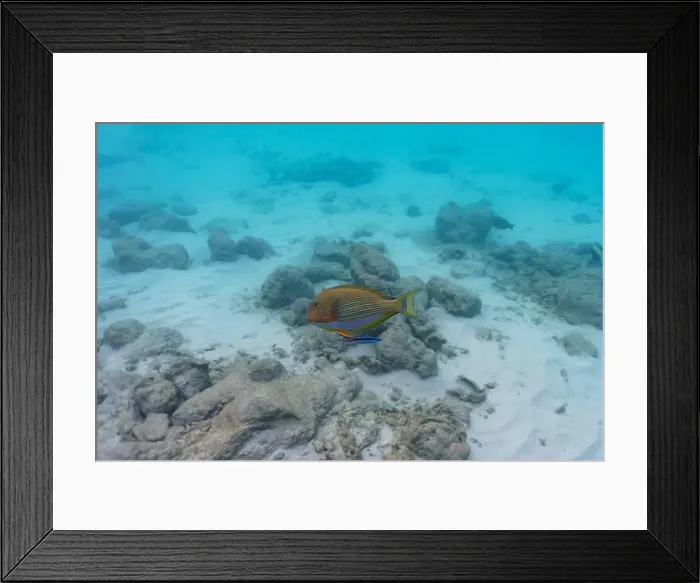 Framed Print : Blue banded surgeonfish (Acanthurus lineatus) Framed Print : Blue banded surgeonfish (Acanthurus lineatus)