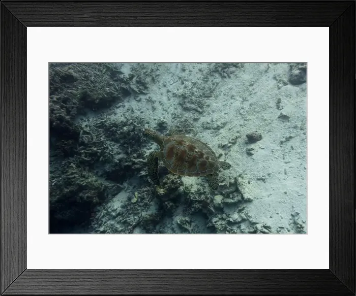 Framed Print : Green sea turtle. Tropical and coral sea wildelife. Beautiful underwater world. Underwater photography Framed Print : Green sea turtle. Tropical and coral sea wildelife. Beautiful underwater world. Underwater photography
