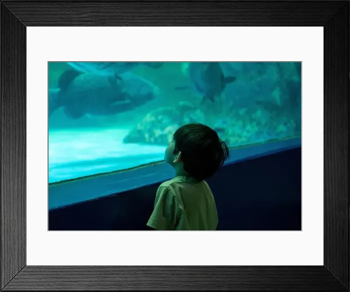 Framed Print : Asian boy looking at fish in a sea aquarium Framed Print : Asian boy looking at fish in a sea aquarium