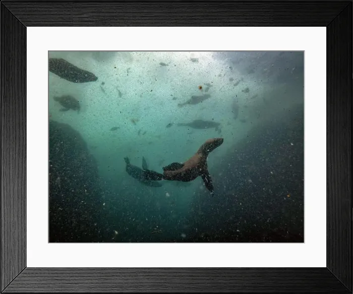Framed Print : Sea lions during a dive in Simon's town, cape town, south africa Framed Print : Sea lions during a dive in Simon's town, cape town, south africa