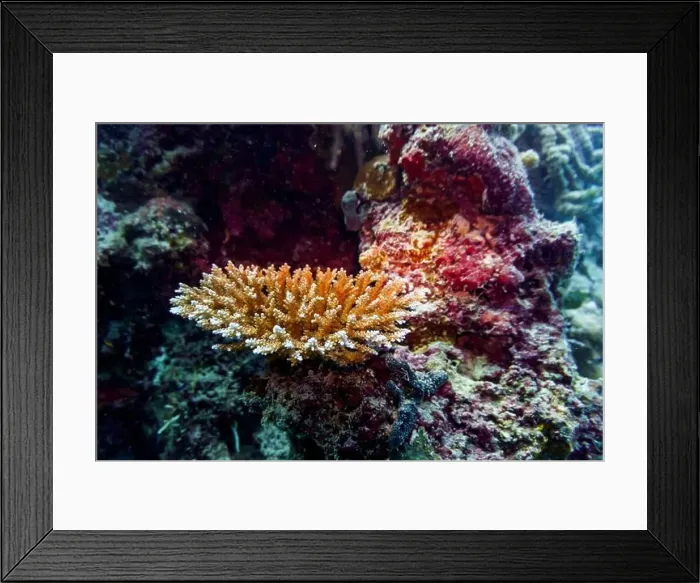 Framed Print : Coral Reef and Tropical Fish on Maldives island Framed Print : Coral Reef and Tropical Fish on Maldives island