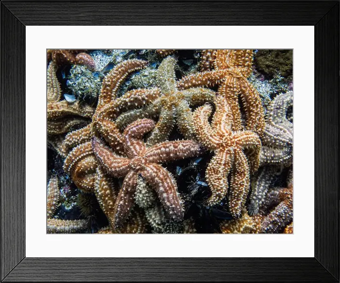 Framed Print : Starfish colony during a dive in Simon's town, Cape Town, South Africa