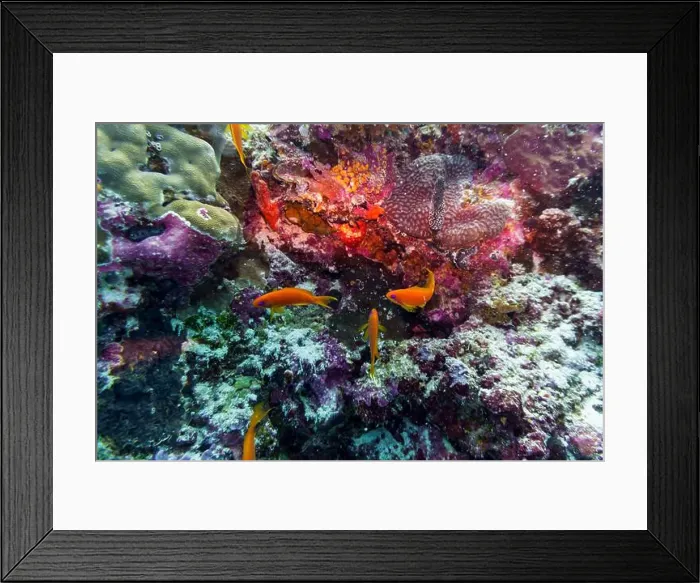 Framed Print : Coral Reef and Tropical Fish on Maldives island Framed Print : Coral Reef and Tropical Fish on Maldives island