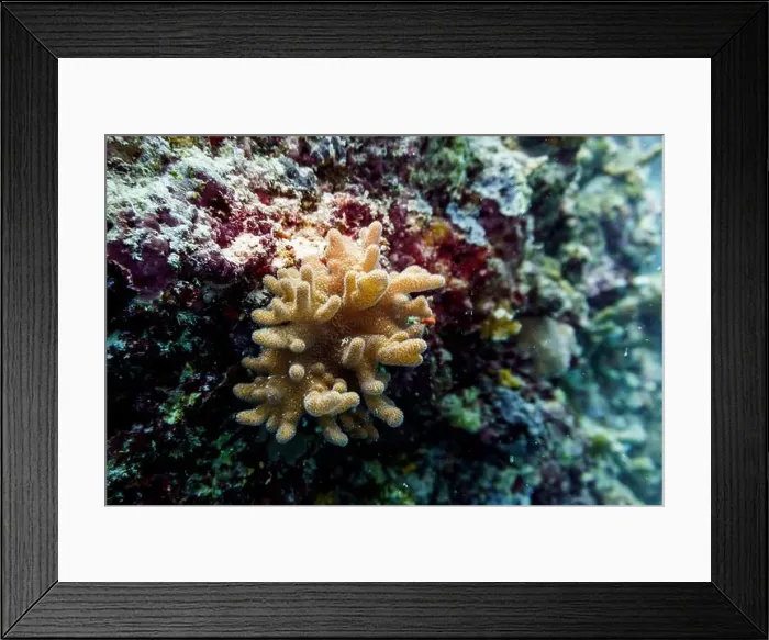 Framed Print : Coral Reef and Tropical Fish on Maldives island Framed Print : Coral Reef and Tropical Fish on Maldives island