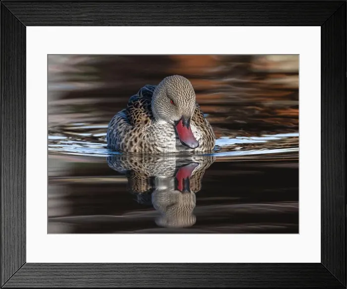 Framed Print : Cape Teal Framed Print : Cape Teal