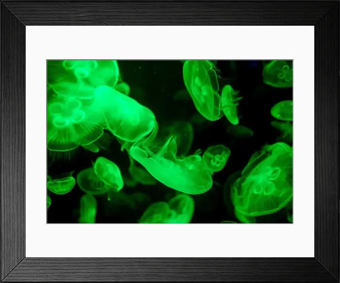 Framed Print : jellyfish glowing green on a black background Framed Print : jellyfish glowing green on a black background