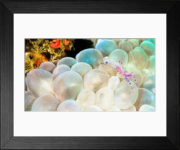 Framed Print : Sravasti Anemone Shrimp, Ancylomenes sarasvati Framed Print : Sravasti Anemone Shrimp, Ancylomenes sarasvati
