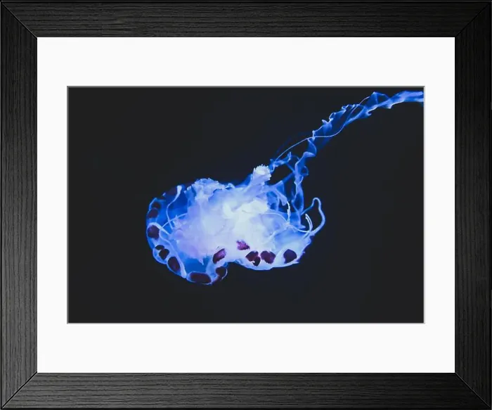 Framed Print : Jellyfish swim in the sea. Jellyfish floating underwater, close up Framed Print : Jellyfish swim in the sea. Jellyfish floating underwater, close up