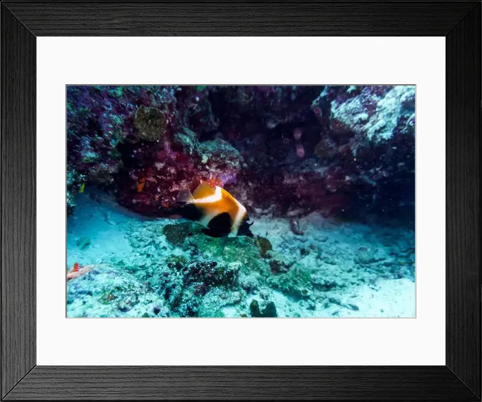 Framed Print : Coral Reef and Tropical Fish on Maldives island Framed Print : Coral Reef and Tropical Fish on Maldives island