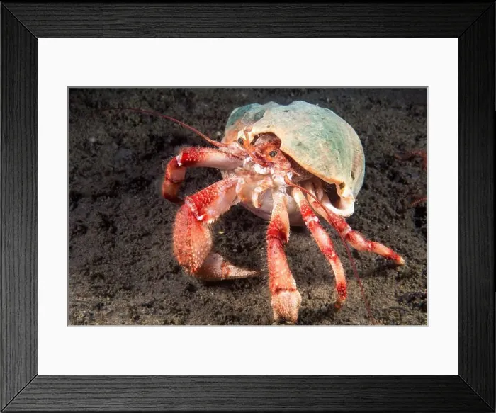 Framed Print : Hermit crab underwater in the St-Lawrence River Framed Print : Hermit crab underwater in the St-Lawrence River