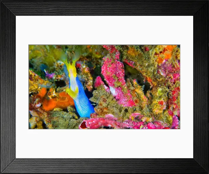 Framed Print : Ribbon Eel, Rhinomuraena quaesita, Reef Building Corals, Coral Reef, Lembeh, North Sulawesi, Indonesia, Asia Framed Print : Ribbon Eel, Rhinomuraena quaesita, Reef Building Corals, Coral Reef, Lembeh, North Sulawesi, Indonesia, Asia