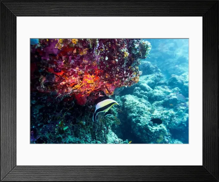 Framed Print : Coral Reef and Tropical Fish on Maldives island Framed Print : Coral Reef and Tropical Fish on Maldives island