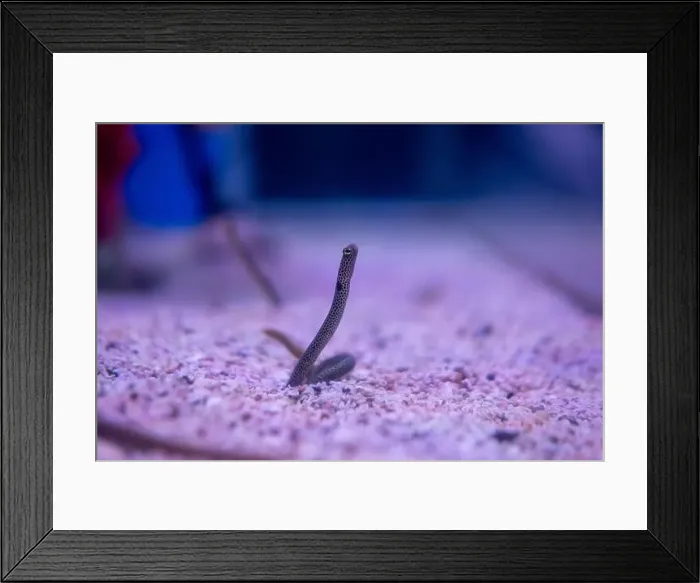 Framed Print : Spotted garden eel fish in a marine aquarium
