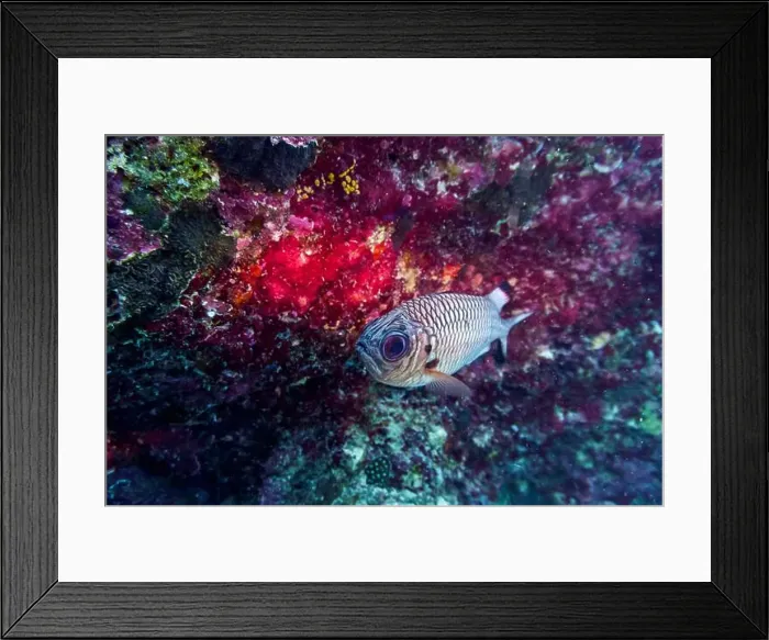 Framed Print : Blacktip soldier fish (Myripristis botche) in the coral reef of Maldives island Framed Print : Blacktip soldier fish (Myripristis botche) in the coral reef of Maldives island