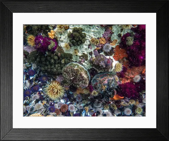 Framed Print : Abalones, sea urchins, underwater, dive, Simon's Town, Cape Town, South Africa