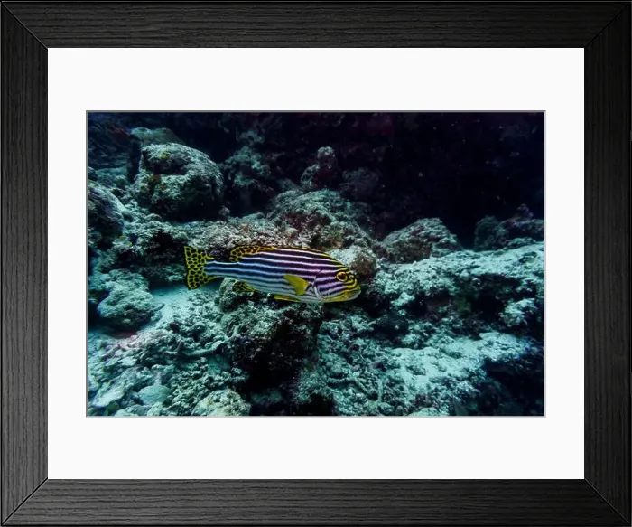 Framed Print : Oriental Sweetlips fish (Plectorhinchus vittatus) in the coral reef of Maldives island Framed Print : Oriental Sweetlips fish (Plectorhinchus vittatus) in the coral reef of Maldives island