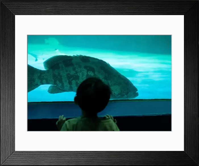 Framed Print : Asian boy looking at fish in a sea aquarium Framed Print : Asian boy looking at fish in a sea aquarium