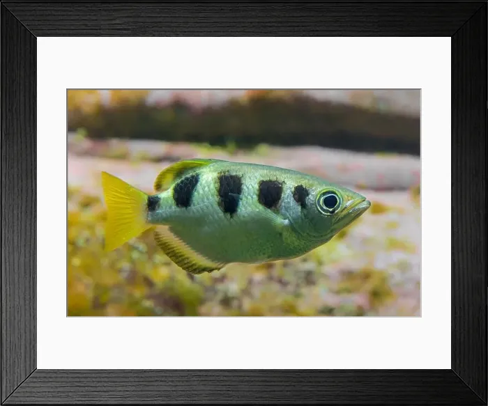 Framed Print : Side Close-up view of a Banded Archerfish (Toxotes jaculatrix) Framed Print : Side Close-up view of a Banded Archerfish (Toxotes jaculatrix)