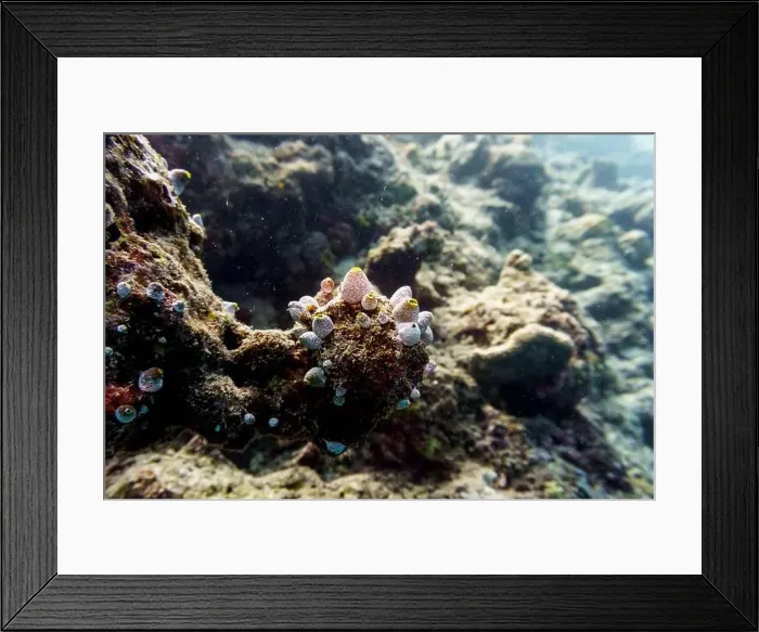 Framed Print : Coral Reef and Tropical Fish on Maldives island Framed Print : Coral Reef and Tropical Fish on Maldives island