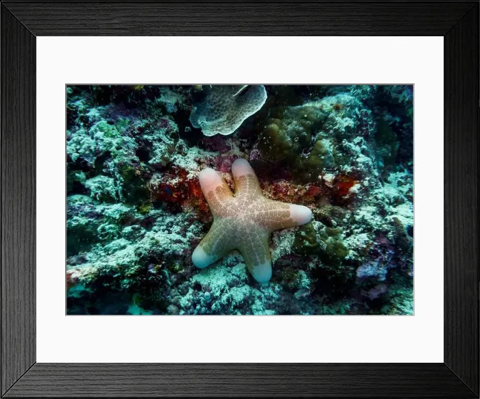 Framed Print : Starfish on Maldives island. Tropical and coral sea wildelife. Beautiful underwater world. Underwater photography Framed Print : Starfish on Maldives island. Tropical and coral sea wildelife. Beautiful underwater world. Underwater photography
