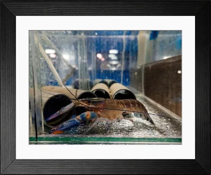 Framed Print : Growing of crayfish. Australian blue crayfish - cherax quadricarinatus in aquarium Framed Print : Growing of crayfish. Australian blue crayfish - cherax quadricarinatus in aquarium