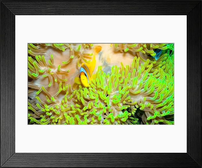 Framed Print : Red Sea Clownfish, Two Banded Anemonefish, Amphiprion bicintus, Coral Reef, Red Sea, Egypt, Africa Framed Print : Red Sea Clownfish, Two Banded Anemonefish, Amphiprion bicintus, Coral Reef, Red Sea, Egypt, Africa