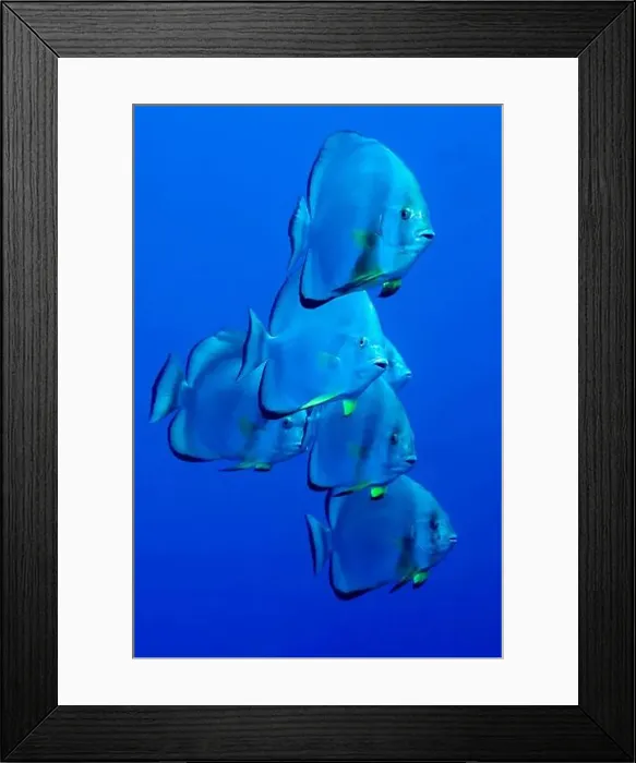 Framed Print : Circular Batfish, Platax orbicularis, Coral, Coral Reef, Red Sea, Egypt, Africa Framed Print : Circular Batfish, Platax orbicularis, Coral, Coral Reef, Red Sea, Egypt, Africa