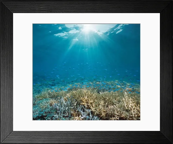 Framed Print : Sunlight underwater with a coral reef and a school of fish (Chromis viridis) Framed Print : Sunlight underwater with a coral reef and a school of fish (Chromis viridis)