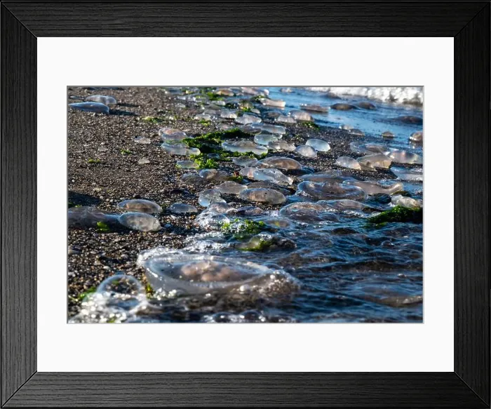 Framed Print : beach, jellyfish and lighthouse in the background Framed Print : beach, jellyfish and lighthouse in the background