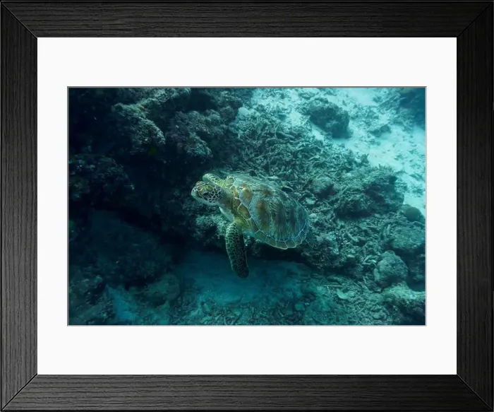 Framed Print : Green sea turtle. Tropical and coral sea wildelife. Beautiful underwater world. Underwater photography Framed Print : Green sea turtle. Tropical and coral sea wildelife. Beautiful underwater world. Underwater photography