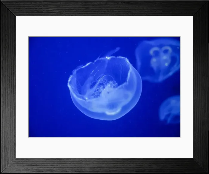 Framed Print : Jellyfish swim in the sea. Jellyfish floating underwater, close up Framed Print : Jellyfish swim in the sea. Jellyfish floating underwater, close up