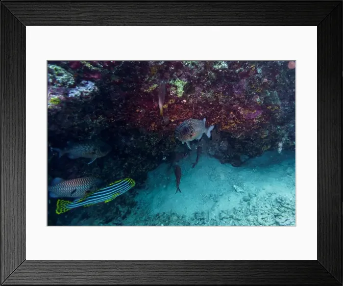 Framed Print : Blacktip soldier fish (Myripristis botche) in the coral reef of Maldives island Framed Print : Blacktip soldier fish (Myripristis botche) in the coral reef of Maldives island
