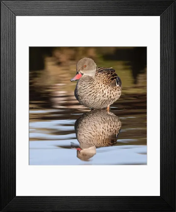 Framed Print : Cape Teal Framed Print : Cape Teal