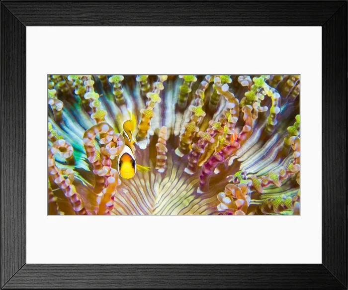 Framed Print : Clark´s Anemonefish, Clarkii Anemonefish Framed Print : Clark´s Anemonefish, Clarkii Anemonefish