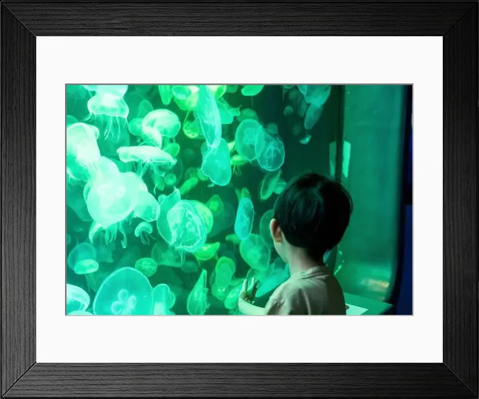 Framed Print : Asian boy looking at blue-green jellyfish in a marine aquarium Framed Print : Asian boy looking at blue-green jellyfish in a marine aquarium