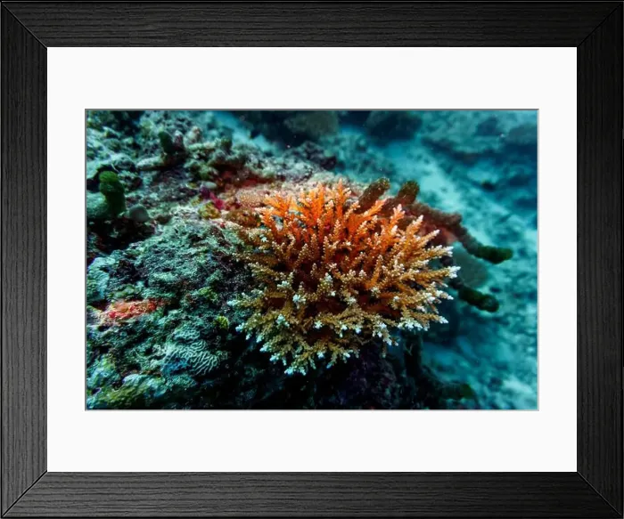Framed Print : Coral Reef and Tropical Fish on Maldives island Framed Print : Coral Reef and Tropical Fish on Maldives island