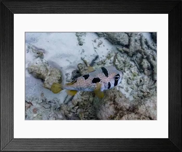 Framed Print : Coral Reef and Tropical Fish on Maldives island Framed Print : Coral Reef and Tropical Fish on Maldives island