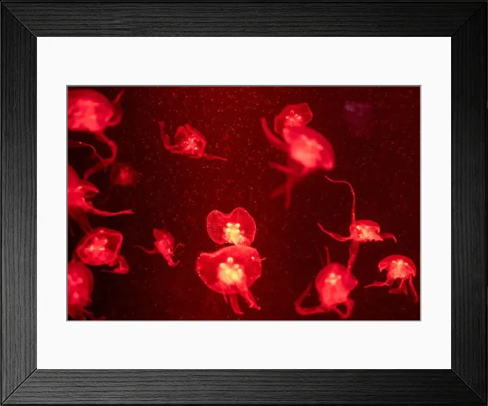 Framed Print : jellyfish glowing red on a black background Framed Print : jellyfish glowing red on a black background