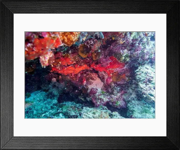 Framed Print : Coral Reef and Tropical Fish on Maldives island Framed Print : Coral Reef and Tropical Fish on Maldives island