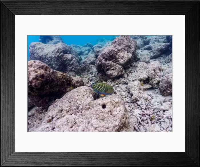 Framed Print : Blue banded surgeonfish (Acanthurus lineatus) Framed Print : Blue banded surgeonfish (Acanthurus lineatus)
