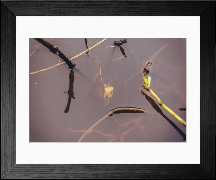 Framed Print : Snails in almost transparent lake water Framed Print : Snails in almost transparent lake water