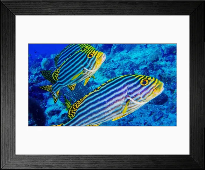 Framed Print : Striped Oriental Sweetlips, Plectorhinchus orientalis, North Ari Atoll, Maldives, Indian Ocean, Asia Framed Print : Striped Oriental Sweetlips, Plectorhinchus orientalis, North Ari Atoll, Maldives, Indian Ocean, Asia