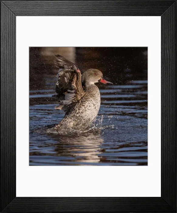 Framed Print : Cape Teal Framed Print : Cape Teal