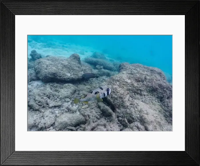 Framed Print : Coral Reef and Tropical Fish on Maldives island Framed Print : Coral Reef and Tropical Fish on Maldives island