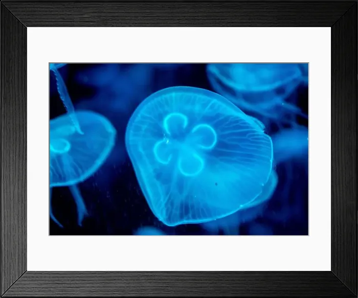 Framed Print : jellyfish glowing blue on a dark blue background Framed Print : jellyfish glowing blue on a dark blue background