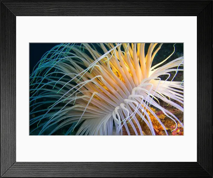 Framed Print : Ceriantharia, Cerianthus membranaceus Framed Print : Ceriantharia, Cerianthus membranaceus